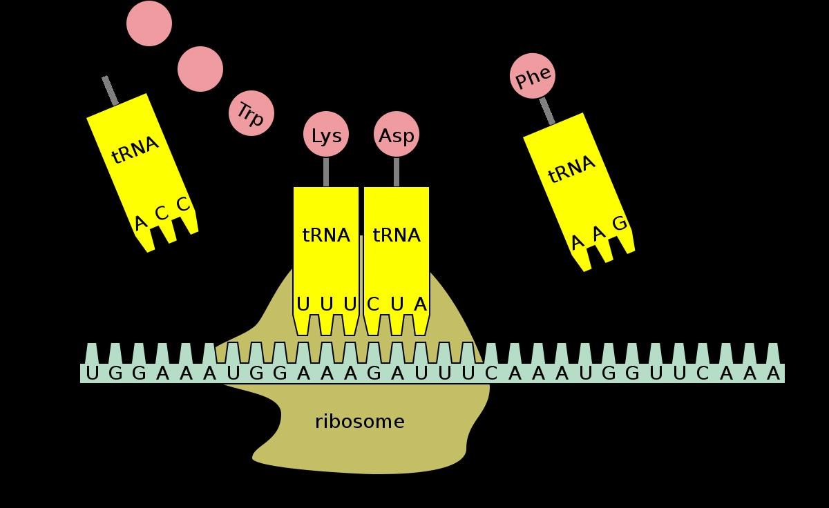 TRNA Och MRNA Biologi Biologi 1 Pluggakuten