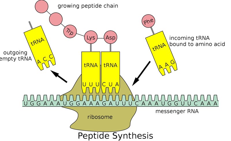 transfer-rna-trna-cell-biology-science-biology-science-education