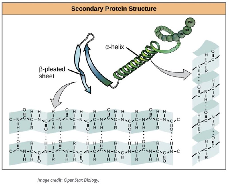 Proteiners Struktur Kemikemi 2 Pluggakuten 9316
