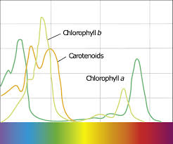 Absorption spectrum for chlorophylls ...