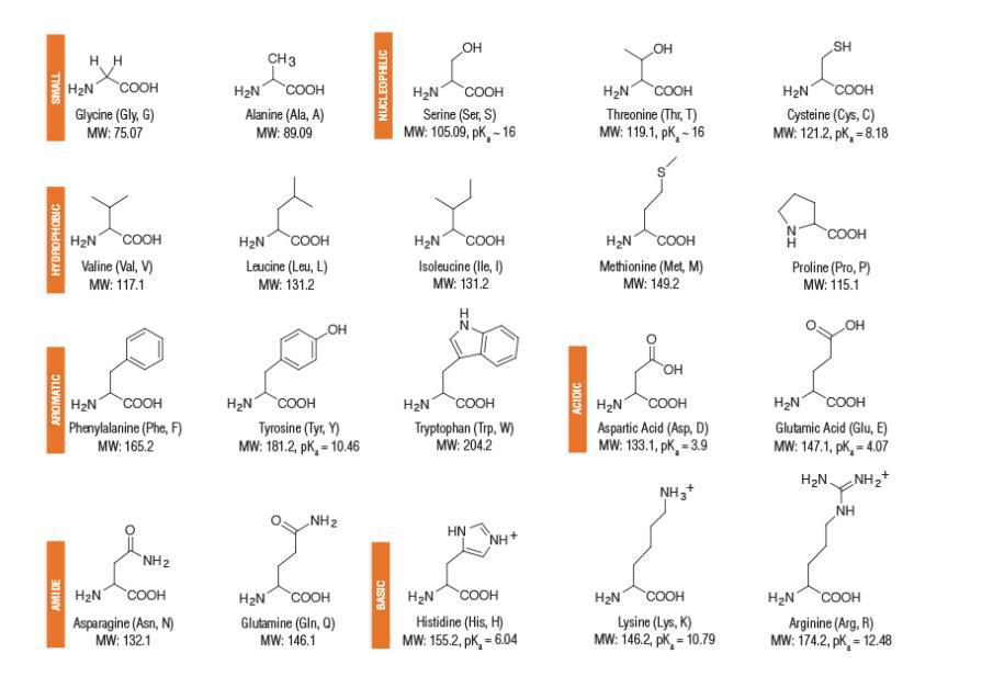 Aminosyrorna - PKa (Biologi/Universitet) – Pluggakuten